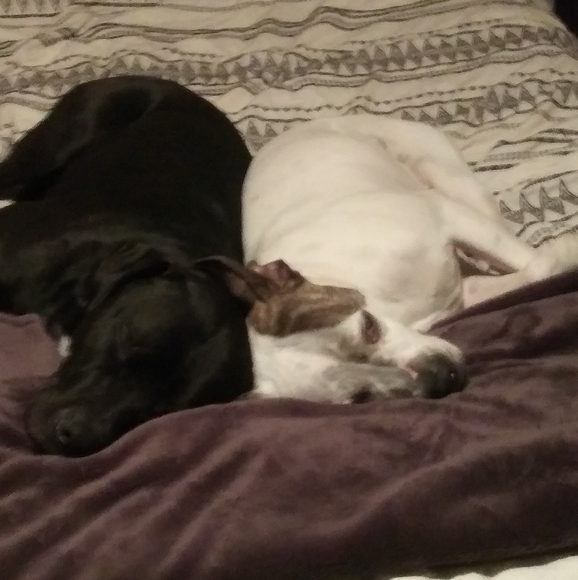 Meet your Posher, Sara - Picture 3 of 4